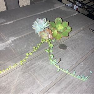 sweetcandiee succulents